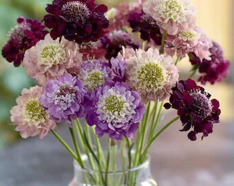 Mixed Scabiosa Atropurpurea Flower Seeds – Heirloom, Non-GMO, High Germination Seeds