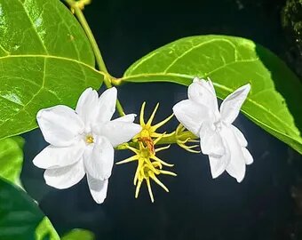 Semillas de jazmín blanco perenne - Cimarrón, sin OGM, semillas de alta germinación