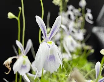 White Calceolaria Uniflora Flower Seeds – Heirloom Non-GMO High Germination Organic Garden