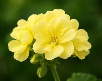 Semillas de geranio pelargonio amarillo – Semillas reliquia no modificadas genéticamente