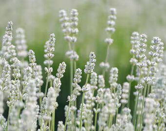 Lavender Flower Seeds White – Heirloom, Non-GMO, High Germination Seeds