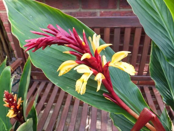 Green Cautleya Spicata Ornamental Plant Seeds for Planting | Heirloom Non-GMO High Germination Seeds