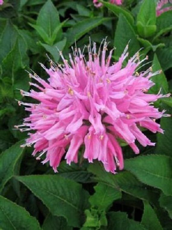 Indianernessel Blumensamen Rosa zum Pflanzen – Alte Sorte Gentechnikfrei Hohe Keimrate Bio-Gartensamen