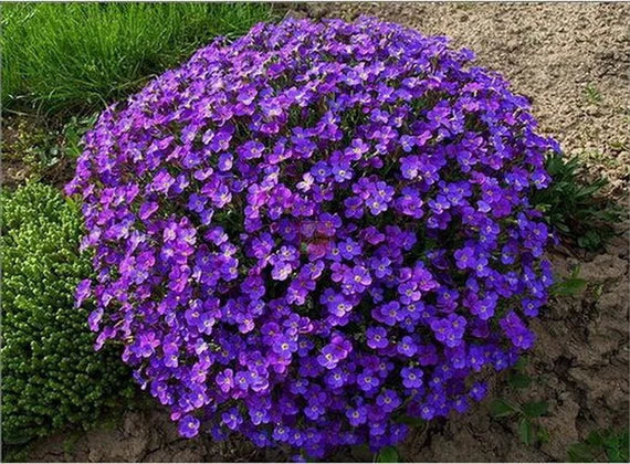 Aubrieta-Blumensamen, Lila Kresse – Alte Sorte, gentechnikfrei, keimstark, Bio-Gartensamen