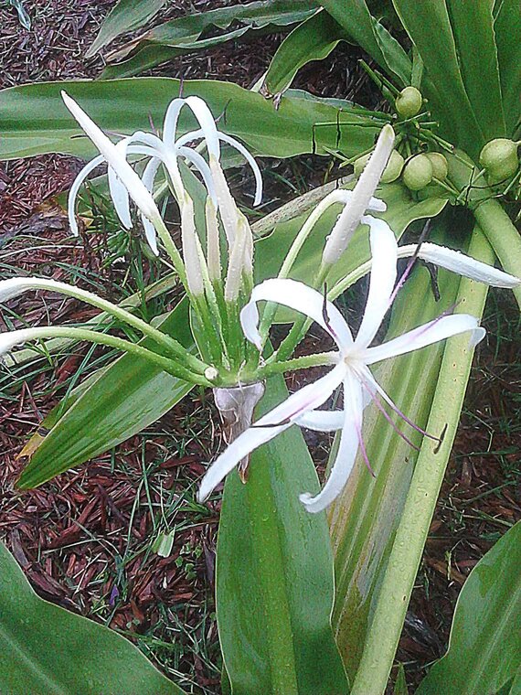 Green Crinum White Seeds – Heirloom, Non-GMO, High Germination Seeds