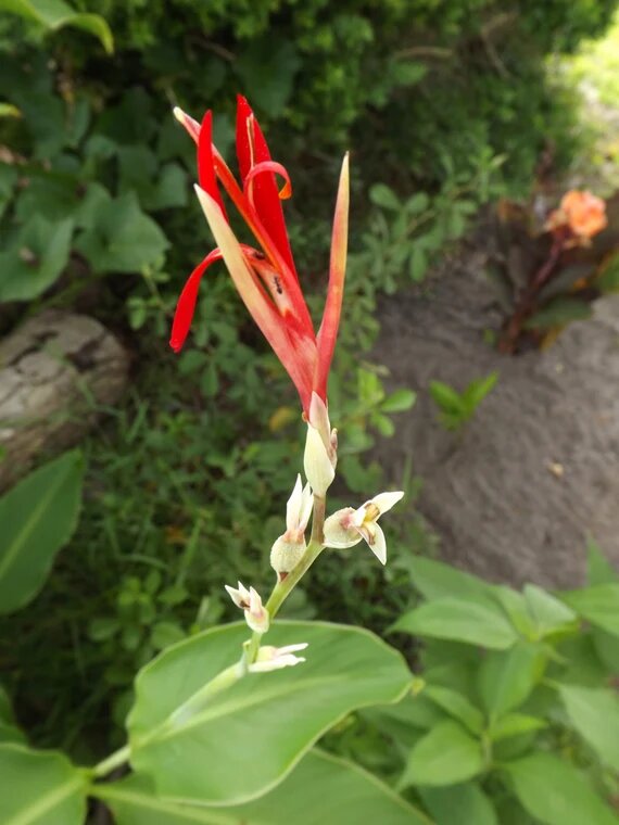 Red Orange Edulis Flower Seeds – Heirloom, Non-GMO, High Germination Seeds