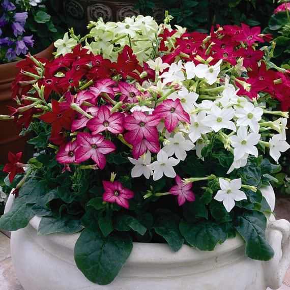 Mixed Jasmine Flower Seeds – Heirloom, Non-GMO, High Germination Seeds