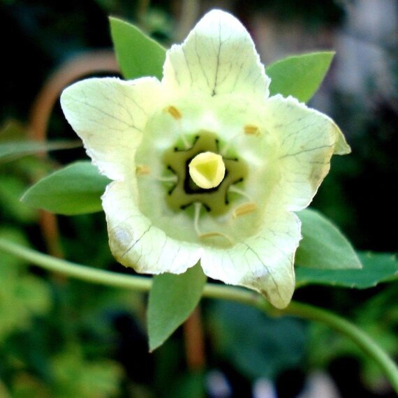 Grüne Codonopsis Pilosula Blumensamen – Alte Sorte, gentechnikfrei, hohe Keimfähigkeit