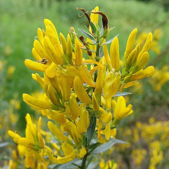 Genista Flower Seeds – Heirloom Non-GMO High Germination Organic Garden Seeds