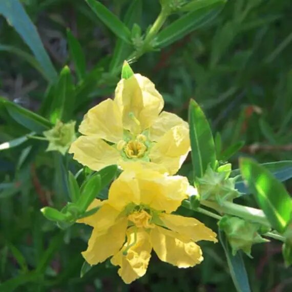 Heimia Flower Seeds – Heirloom, Non-GMO, High Germination Seeds
