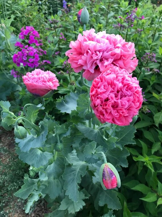 Giant Peony Flower Seeds Pink – Heirloom, Non-GMO, High Germination Seeds