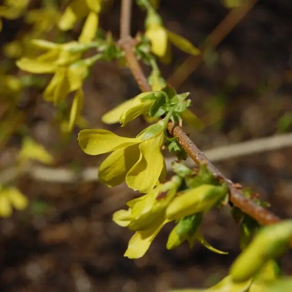 Yellow Forsythia Flower Seeds Heirloom Non-GMO High Germination Organic Garden Seeds for Planting