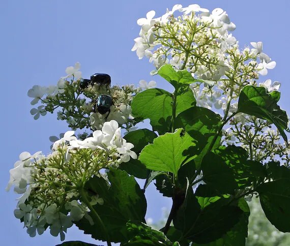 Guelder Rose Flower Seeds for Planting – Heirloom Non-GMO High Germination Seeds
