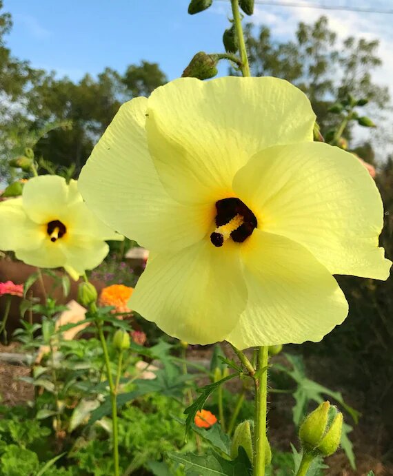 Giant Hibiscus Flower Seeds – Heirloom, Non-GMO, High Germination Organic Garden Seeds for Planting