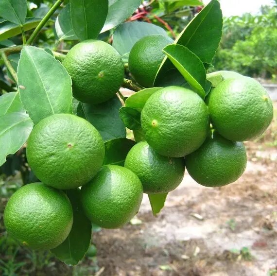 Green Lime Seeds for Planting – Heirloom Non-GMO High Germination Organic Garden Seeds