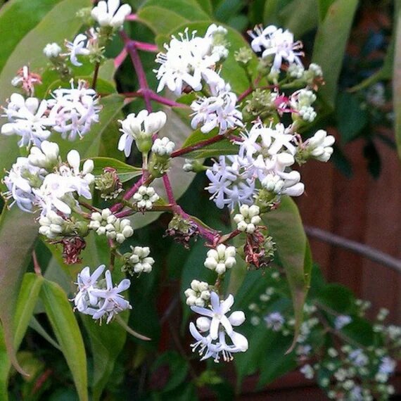 Heptacodium Miconioides Flower Seeds – Heirloom, Non-GMO, High Germination Seeds