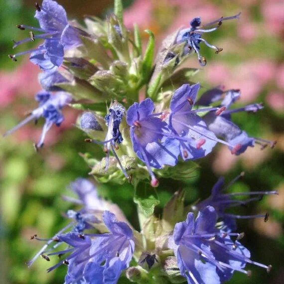 Blue Hyssop Seeds for Planting – Heirloom Non-GMO High Germination Seeds