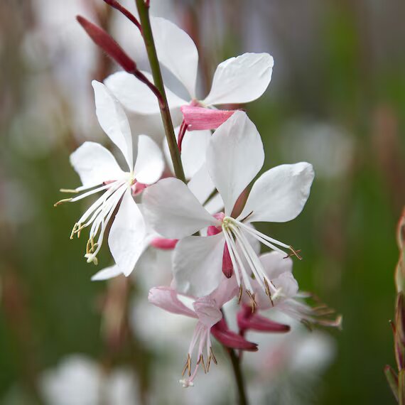 Semillas de Flores Lindheimeri Blancas – Reliquia No Modificada Genéticamente Alta Germinación