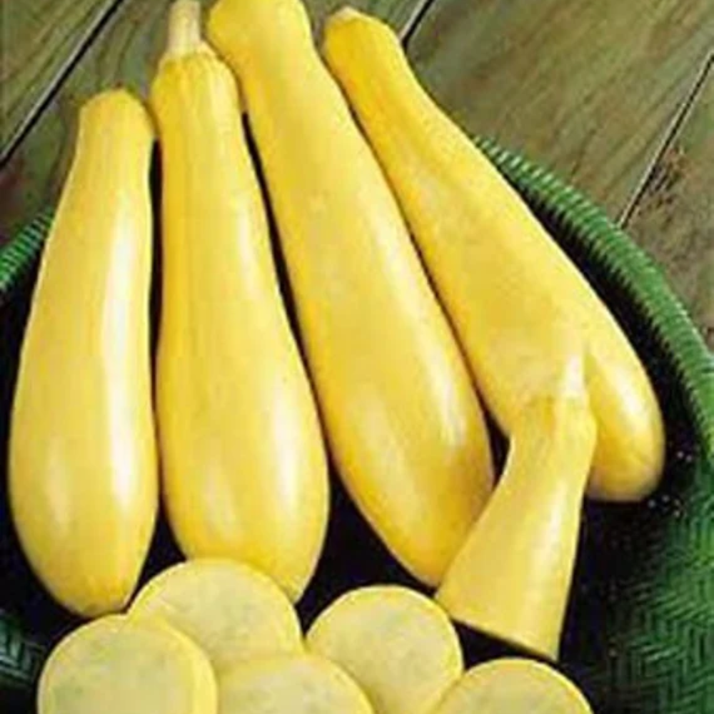 straightneck squash flower seeds