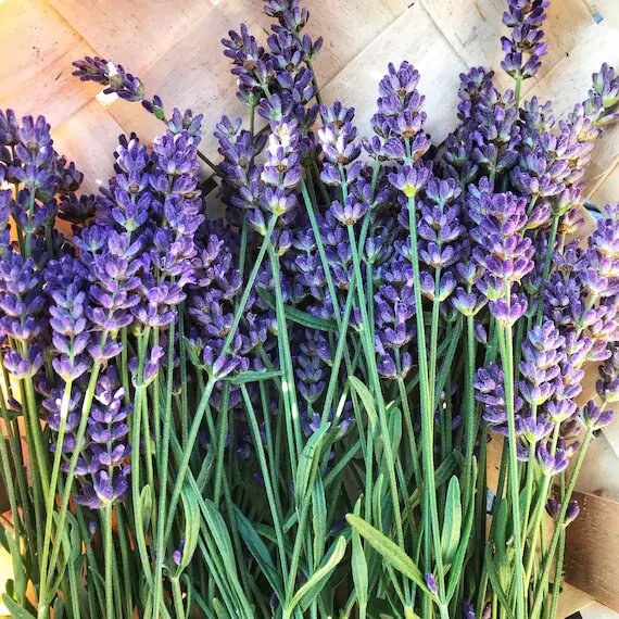 Lavendel Lavandula Blumensamen – Alte Sorte, gentechnikfrei, hohe Keimrate