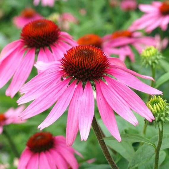 Pink Cone Flower Seeds for Planting – Heirloom Non-GMO High Germination Seeds