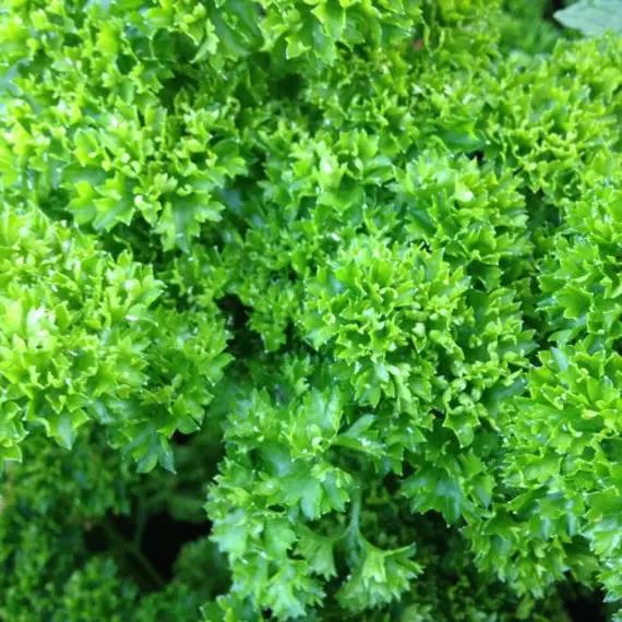 Parsley Plant herb seeds