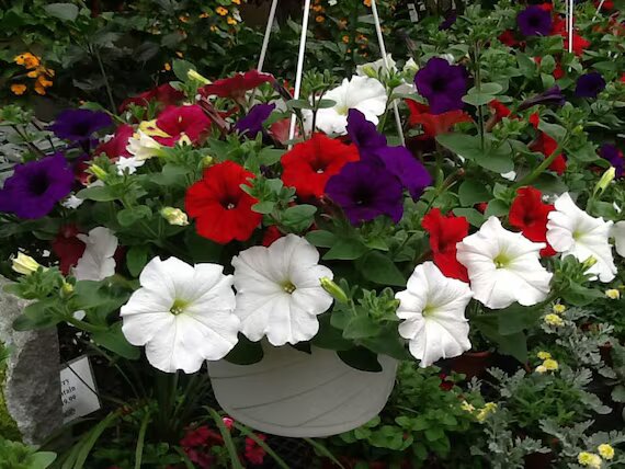 Semillas de Petunia Variadas – Herencia, No-OMG, Semillas de Jardín Orgánicas de Alta Germinación