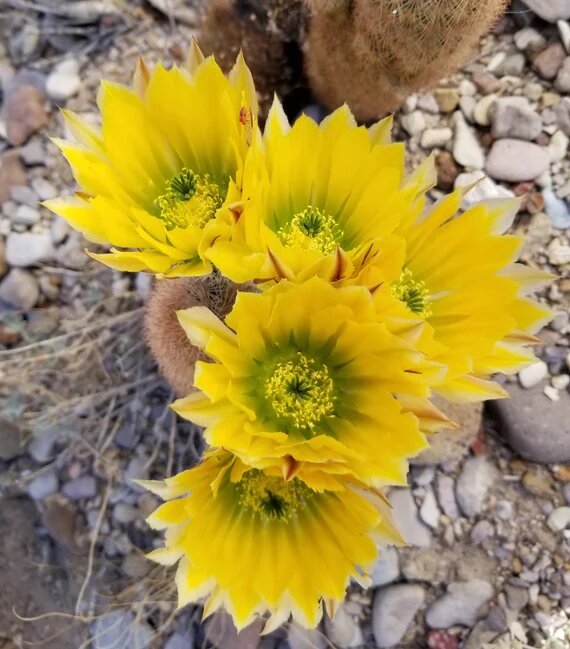 Perennial Giant Cactus Flower Seeds for Planting Yellow – Heirloom Non-GMO Organic Garden Seeds High Germination