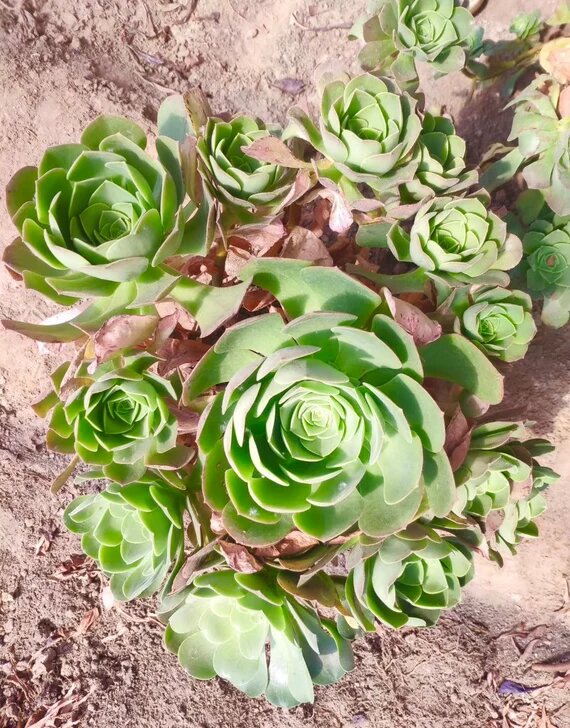 Green Aeonium Greenovia Succulent Flower Seeds – Heirloom, Non-GMO Seeds