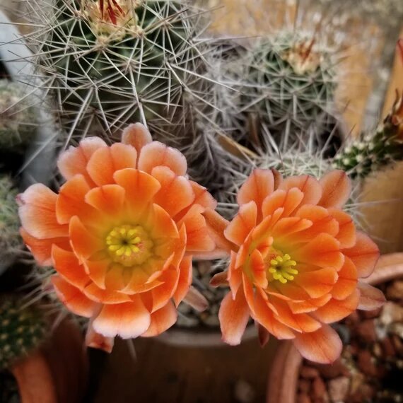 Cactus Flower Seeds For Planting Orange – Heirloom, Non-GMO, High Germination Organic Garden Seeds for Planting