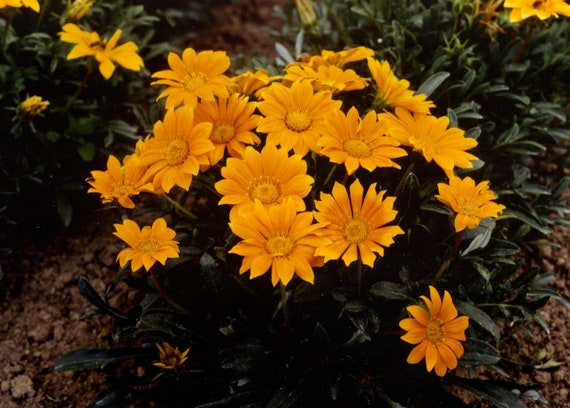 yellow gazania flower seeds