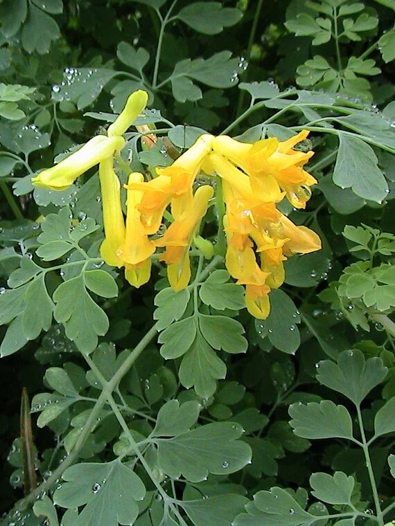 Gelbe Lerchensporn (Corydalis lutea) Blumensamen zum Pflanzen – Erbstück, gentechnikfrei, hohe Keimfähigkeit