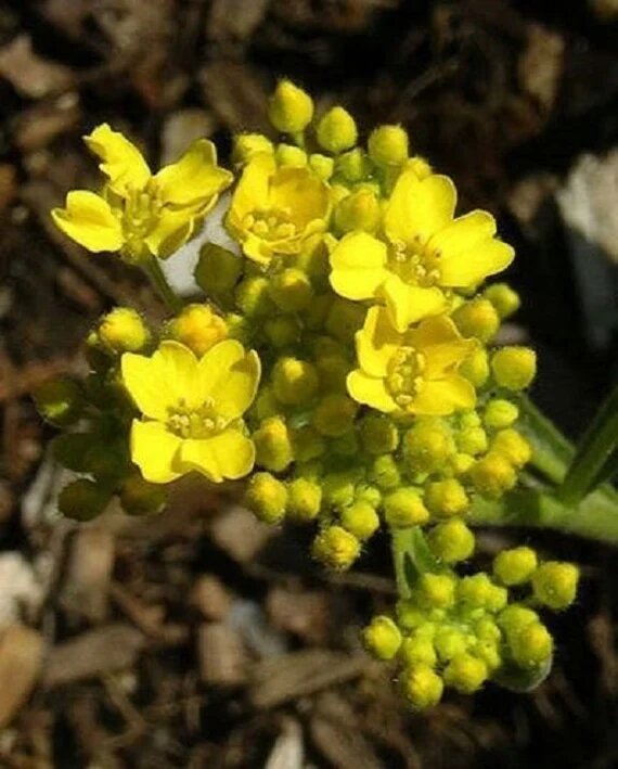 Alyssum Flower Seeds Yellow For Gardening – Heirloom, Non-GMO Seeds
