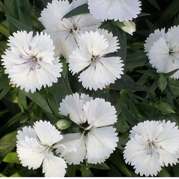 White Dianthus barbatus Flower Seeds – Heirloom Non-GMO High Germination