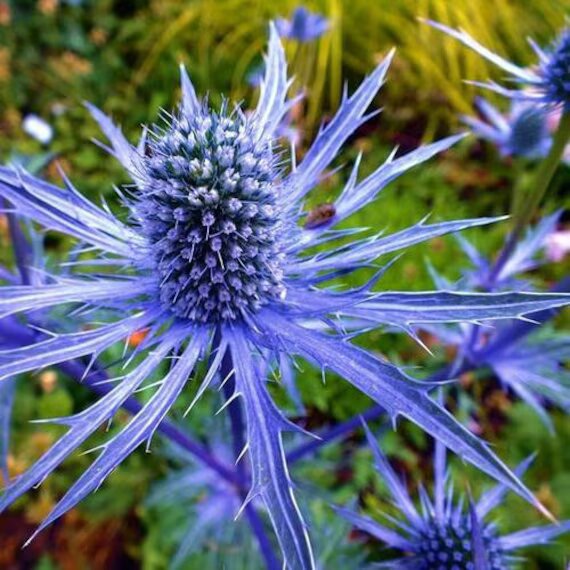 Eryngiums Flower Seeds for Planting – Heirloom, Non-GMO, High Germination Seeds