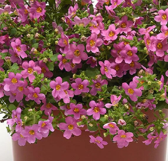 Pink Bacopa Flower Seeds for Planting – Heirloom Non-GMO High Germination Organic Seeds