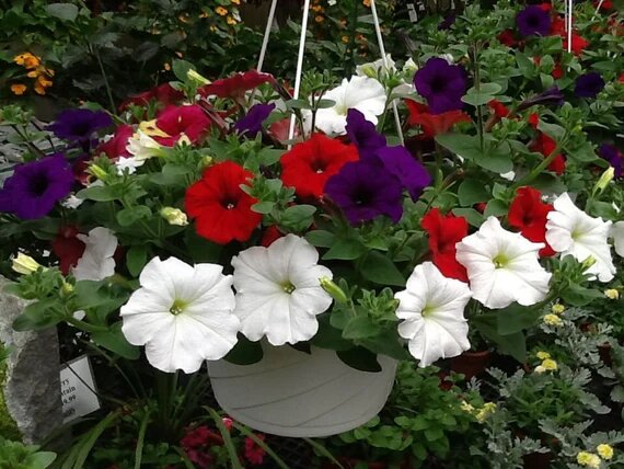 Semillas de Petunia Colgante Mixta – Herencia, No OGM, Semillas de Alta Germinación