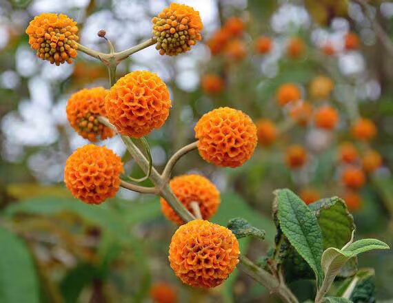 Orange Globosa Flower Seeds – Heirloom, Non-GMO, High Germination Seeds