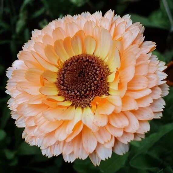 Peach Calendula Flower Seeds – Heirloom, Non-GMO, High Germination Seeds for Planting