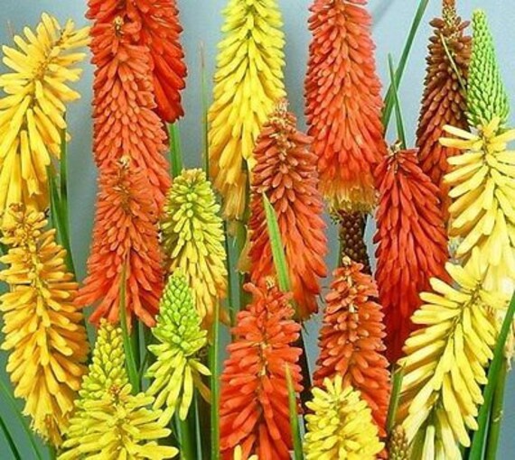 Mixed Kniphofia Flowers Seeds – Heirloom, Non-GMO, High Germination Seeds