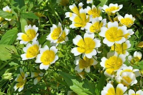 Limnanthes Douglasii Flower Seeds – Heirloom, Non-GMO, High Germination Seeds