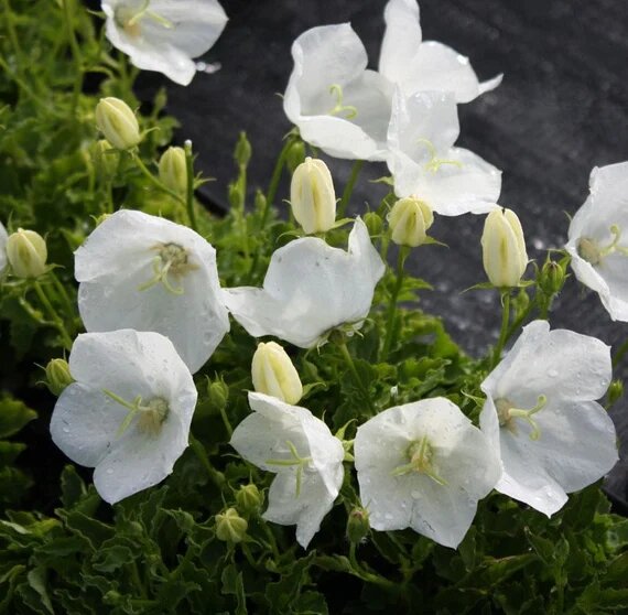 White Campanula Flower Seeds – Heirloom, Non-GMO, High Germination Seeds for Planting