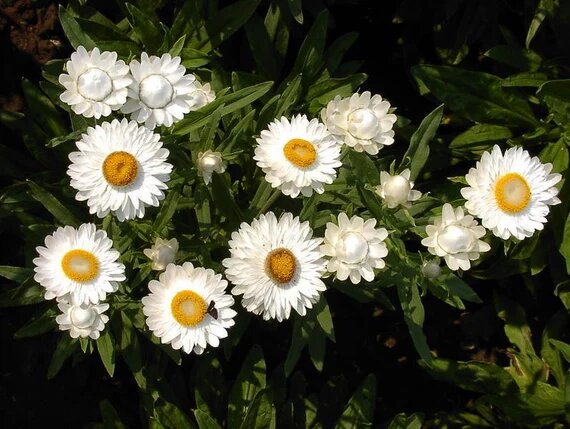 Helichrysum Flower Seeds White – Heirloom Non-GMO High Germination Seeds