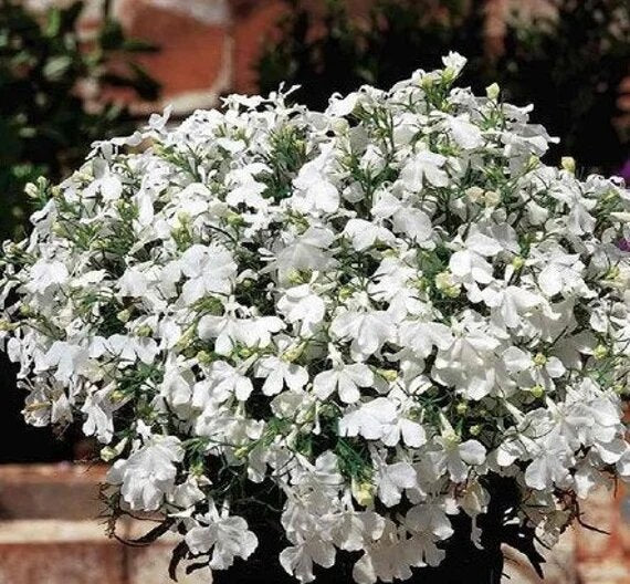 Lobelia Regatta Flower Seeds White – Heirloom, Non-GMO, High Germination Seeds