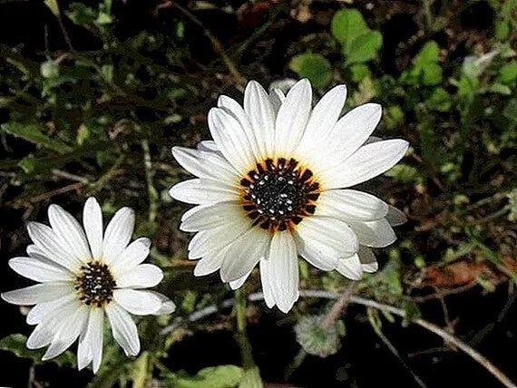 White Venidium Fastuosum Flowers Seeds – Heirloom, Non-GMO, High Germination Organic Garden Seeds for Planting