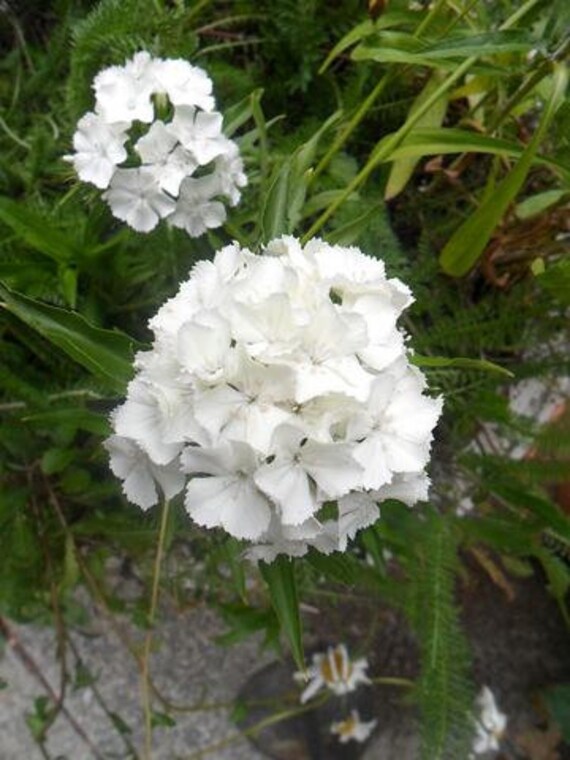 White Dianthus barbatus Flower Seeds – Heirloom Non-GMO High Germination
