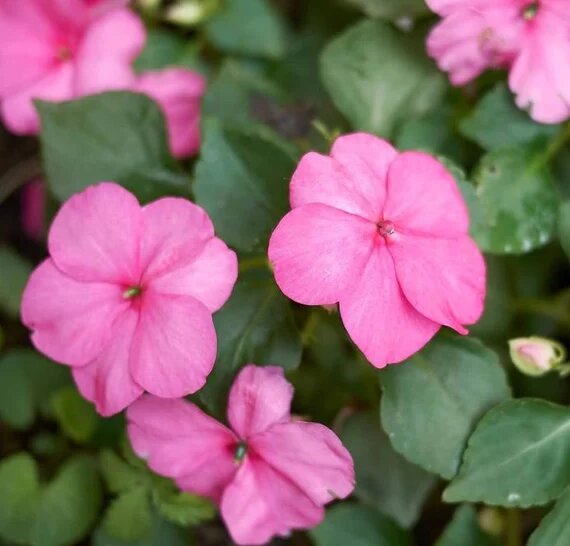 Fleißiges Lieschen Samen Pink – Erbstück, Non-GMO, Hochkeimfähige Samen zum Pflanzen