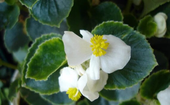 Giant White Begonia Flower Seeds – Heirloom Non-GMO High Germination Seeds