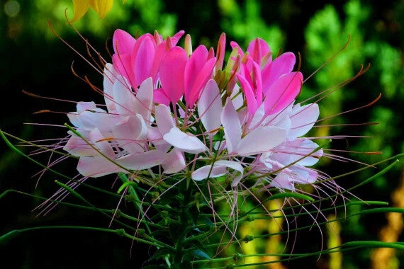 White Pink Cleome Flower Seeds – Heirloom Non-GMO High Germination Organic Garden Seeds