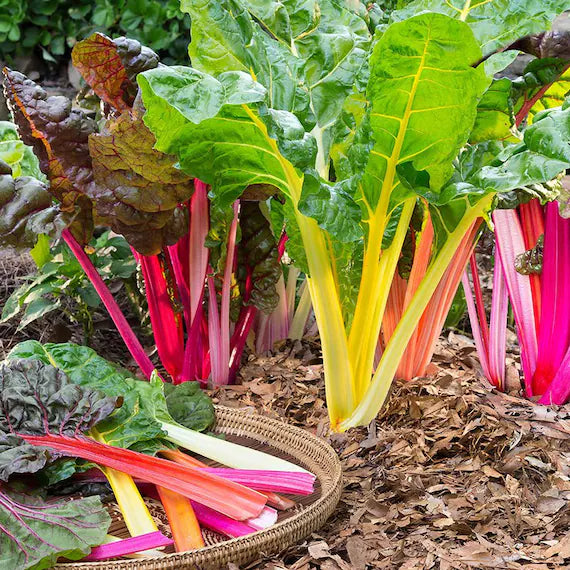 Pink Green herb seeds